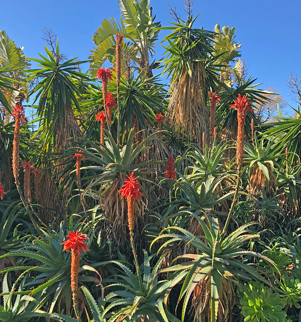 Bio Aloe Arborescens-Blätter aus Italien ca. 500 g - Versand am 16.10.