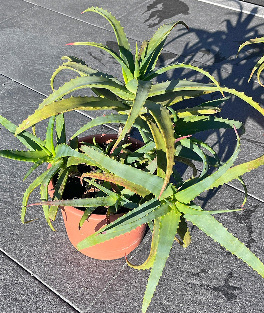 Aloe arborescens Miller - Pflanze im 20 cm Topf