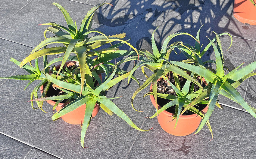 Aloe arborescens Miller - Pflanze im 20 cm Topf