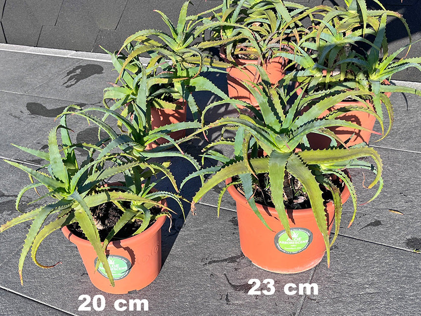 Aloe arborescens Miller - Pflanze im 23 cm Topf