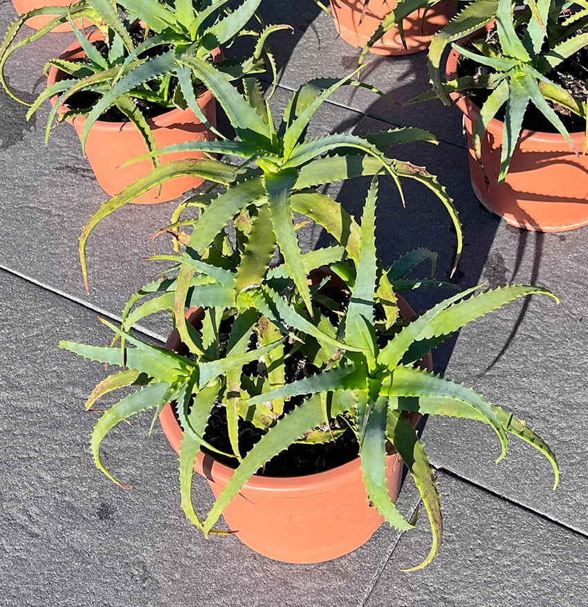 Aloe arborescens Miller - Pflanze im 23 cm Topf