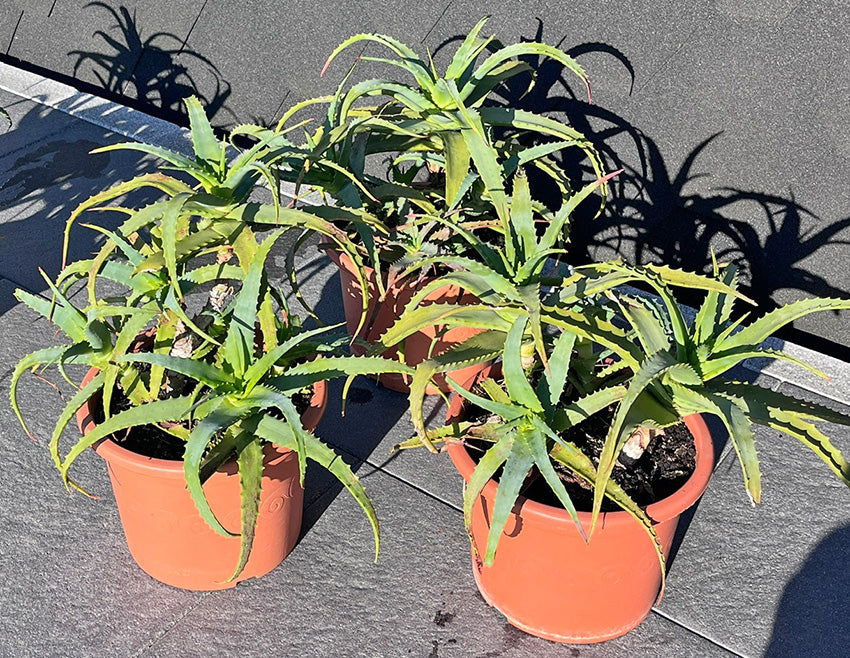 Aloe arborescens Miller - Pflanze im 23 cm Topf