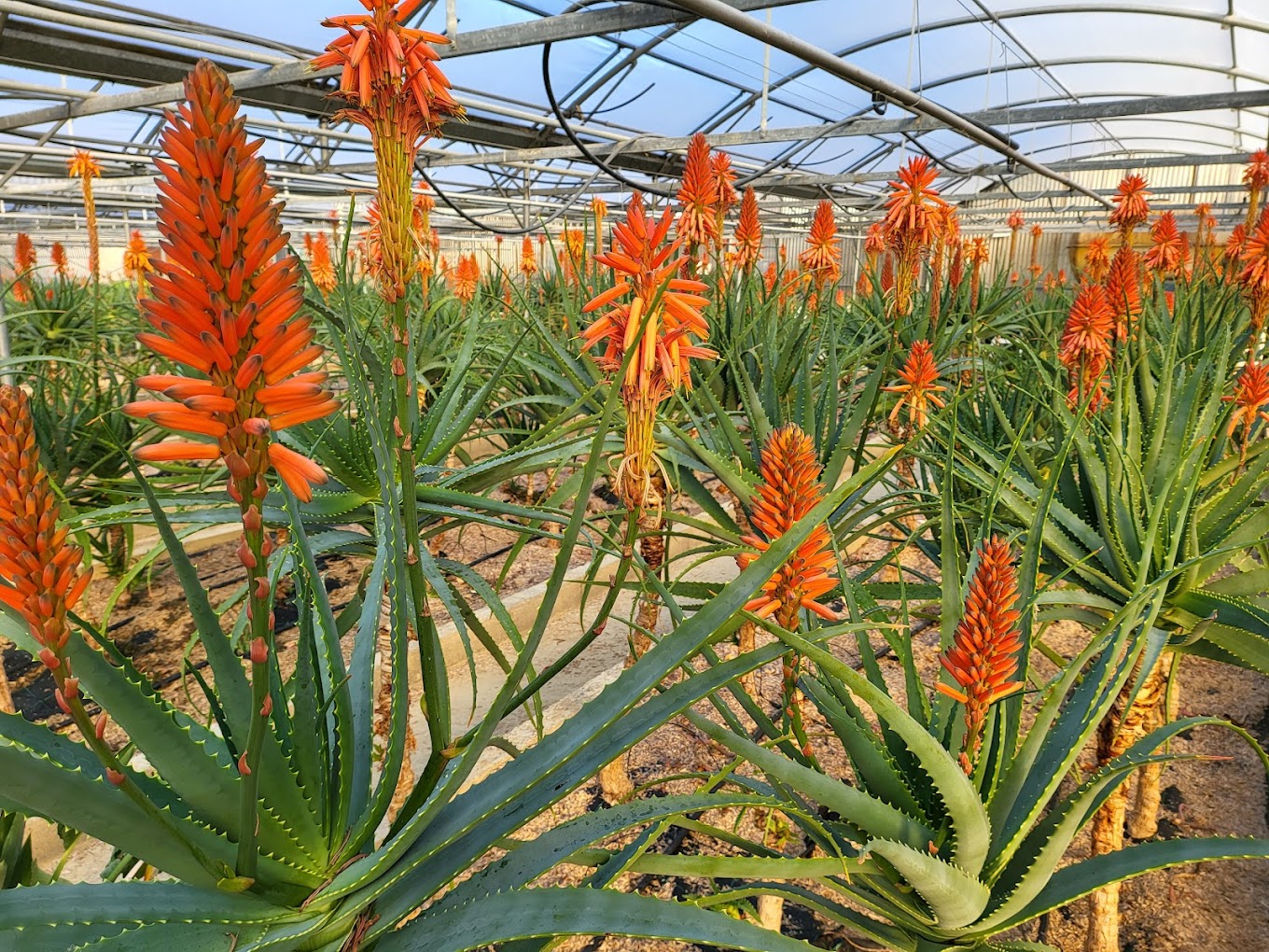 Bio Aloe Arborescens-Blätter aus Italien ca. 500 g - Versand am 16.10.