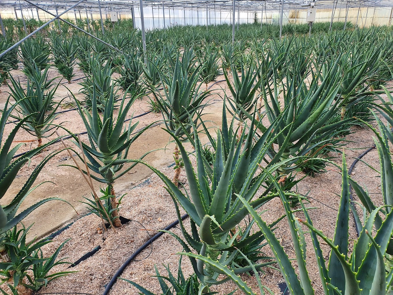 Bio Aloe Arborescens-Blätter aus Italien ca. 500 g - Versand am 16.10.