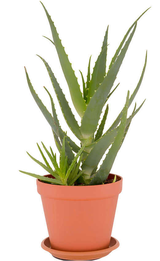 Aloe arborescens Blätter