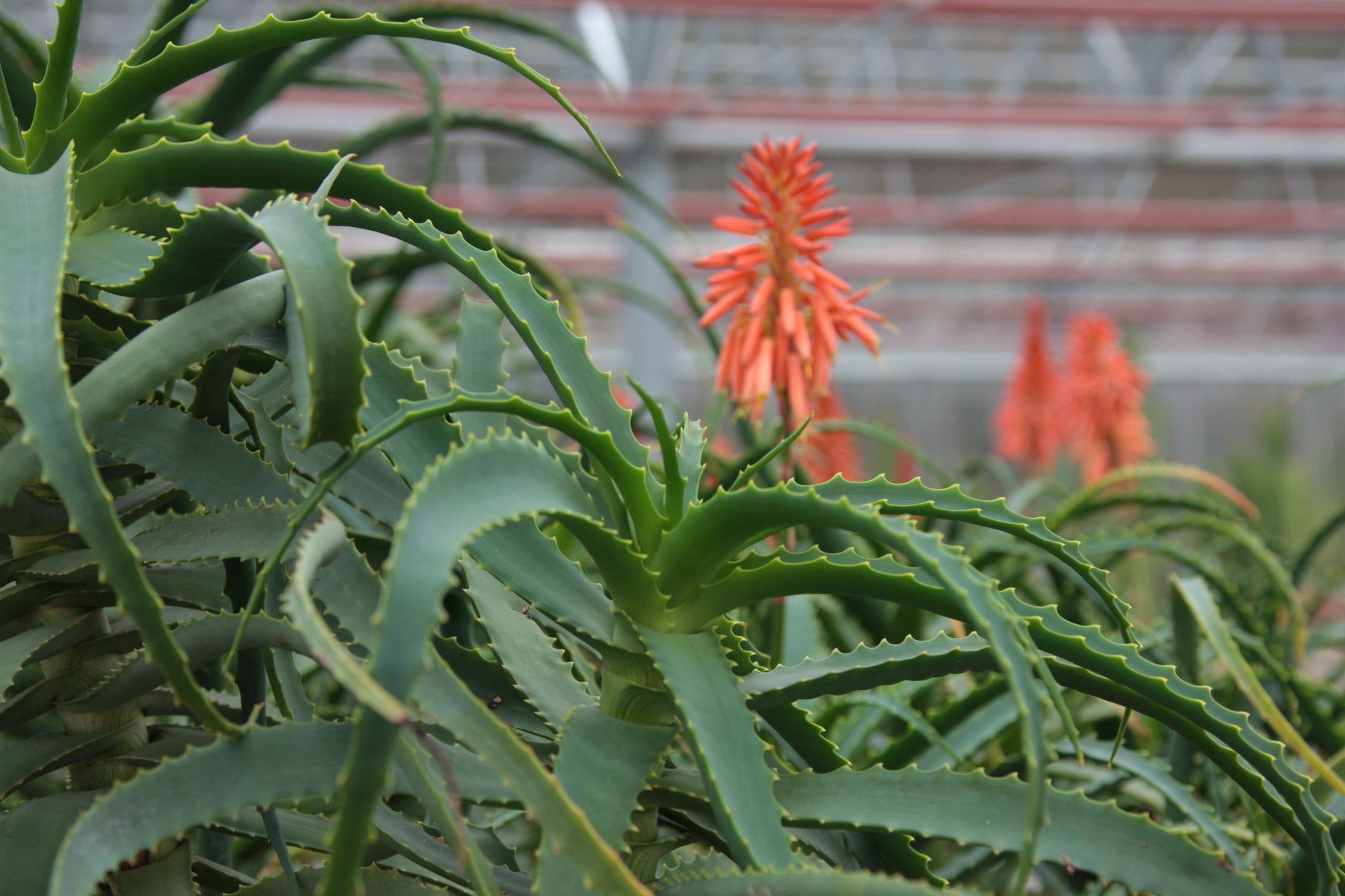 Bio Aloe Arborescens Saft mit Honig