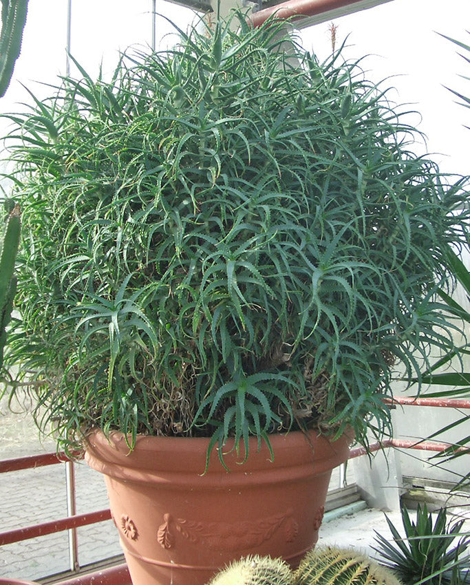 Aloe Arborescens Mutterpflanze