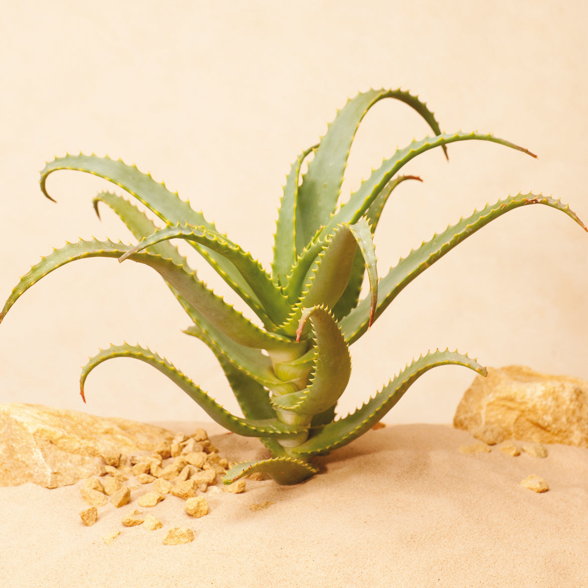 Aloe arborescens Miller