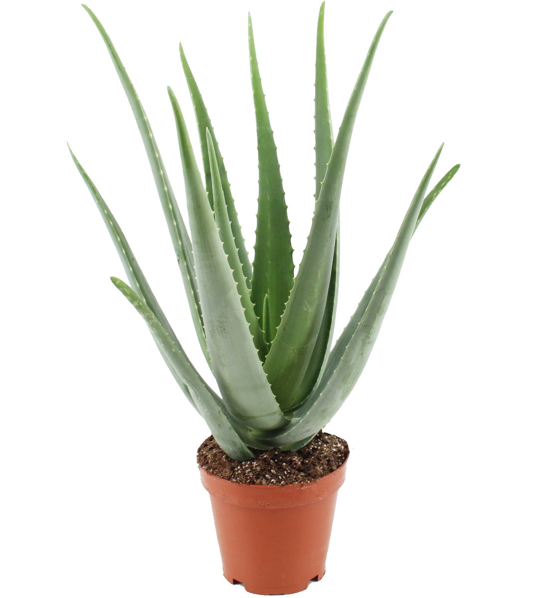 Aloe Vera Linne Pflanze