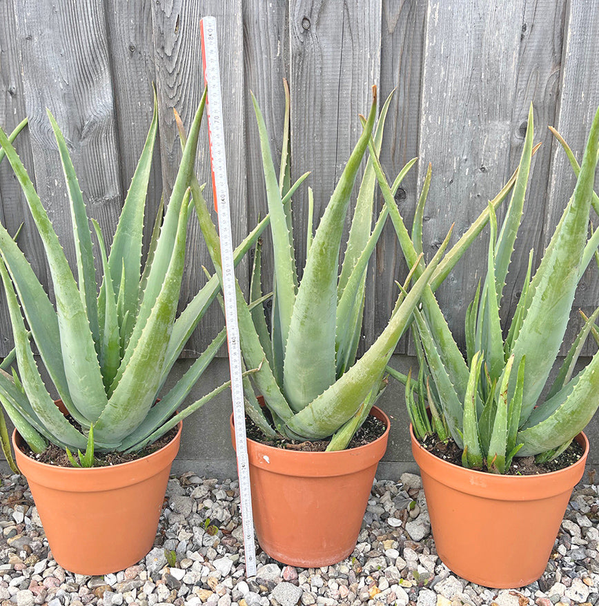 Aloe Vera Linne Pflanze