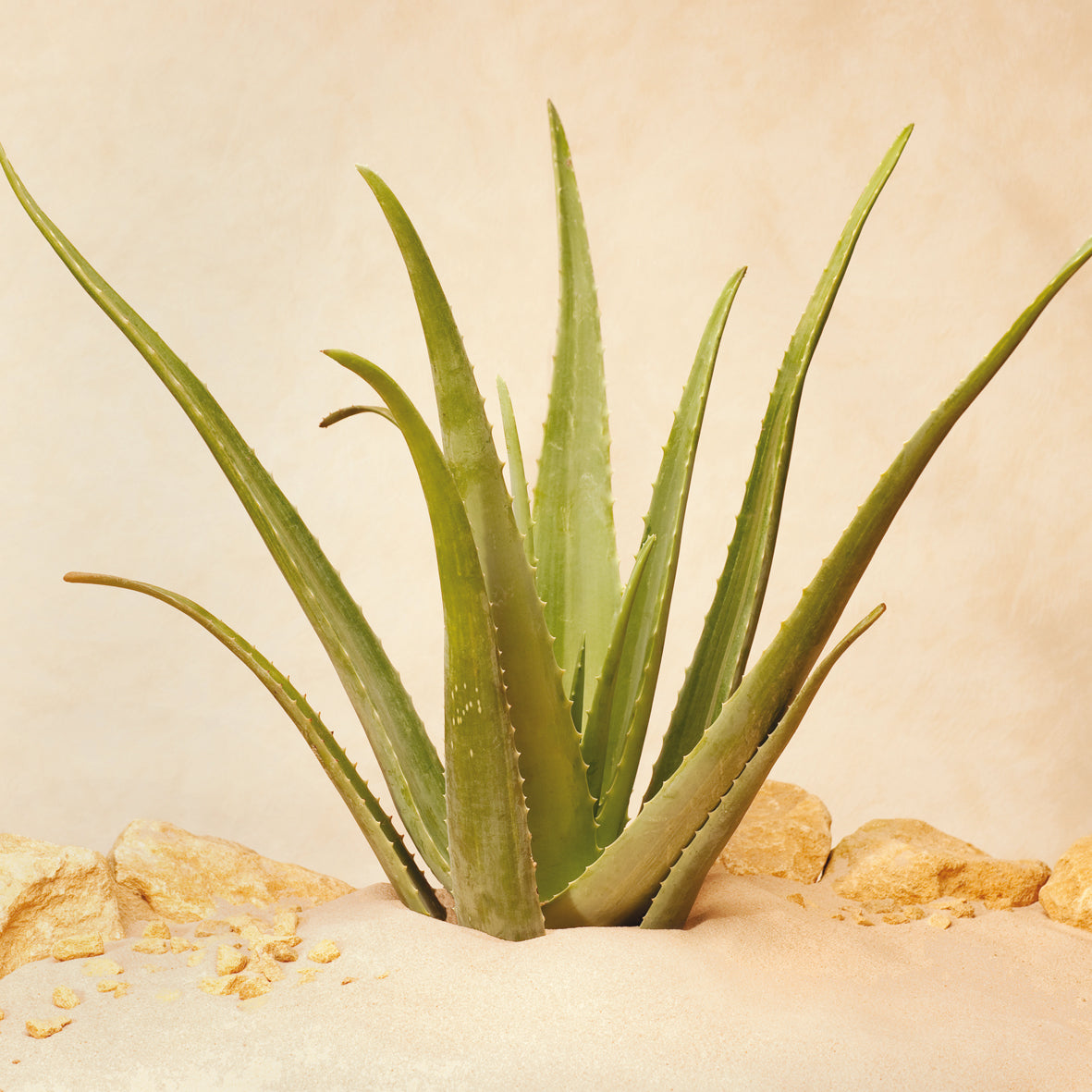 Aloe Vera Pflanze