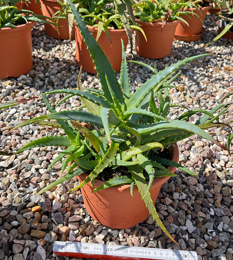 Aloe arborescens Pflanze