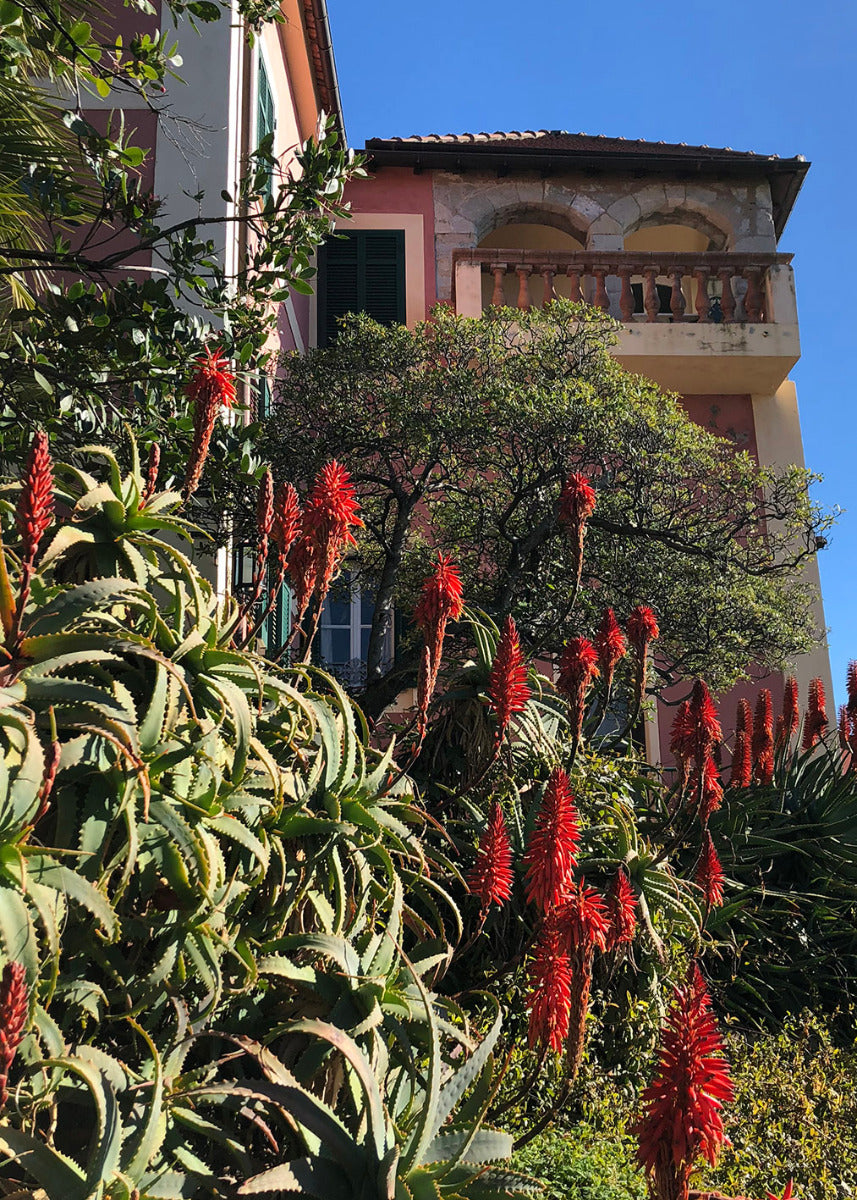 Aloe Arborescens Strauch Baumaloe