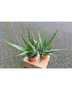 Aloe Vera Linné  - Pflanze im 23 cm Topf - rabattierte B-Ware mit braunen Spitzen; Sie erhalten eine der beiden abgebildeten Pflanzen