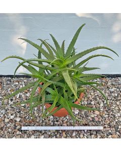 Aloe arborescens Pflanze