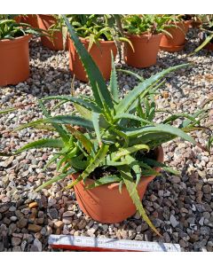 Aloe arborescens Pflanze