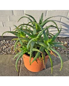 Aloe arborescens Pflanze